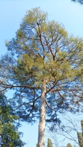 img 20220307 150935 scaled.jpg img 20220307 150935 scaled.jpg