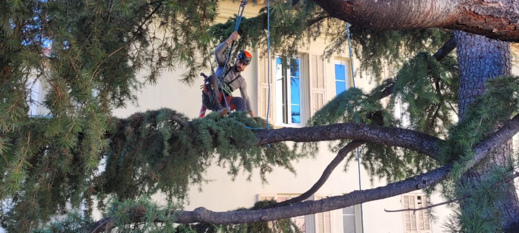 adaptation adaptation